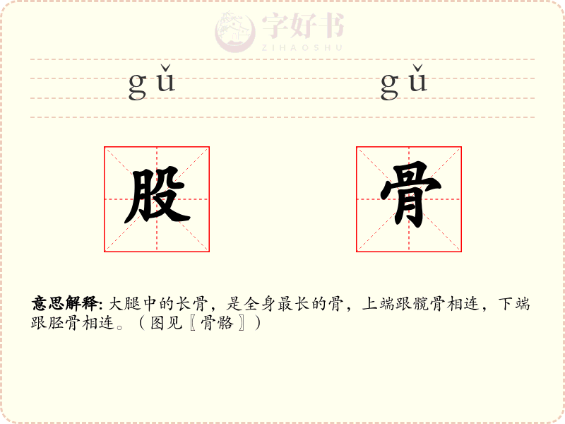 股骨