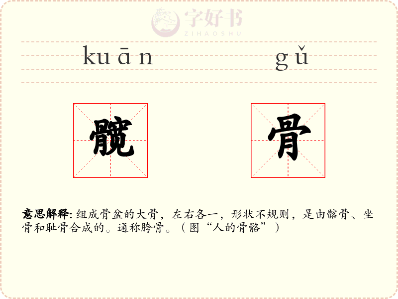 髋骨