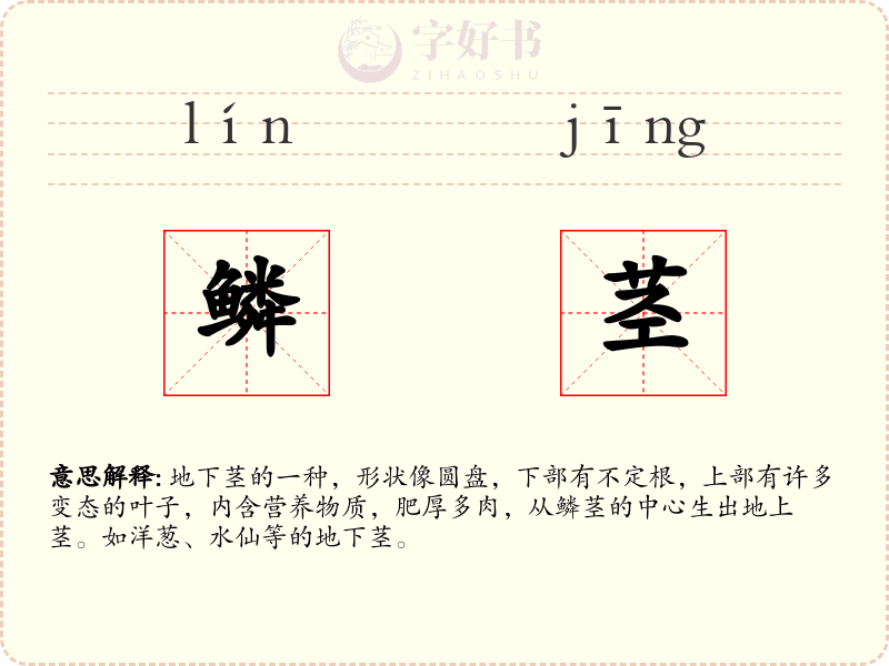 鳞茎
