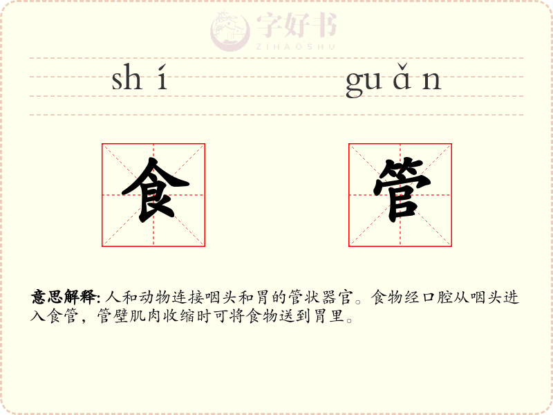 食管
