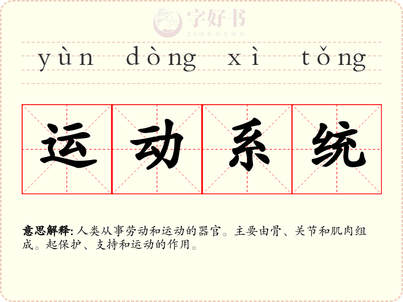 运动系统