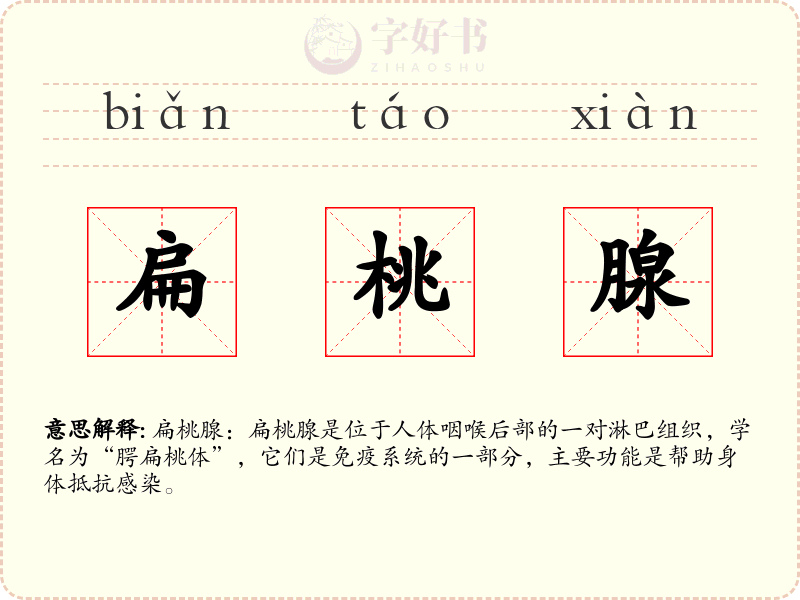 扁桃腺