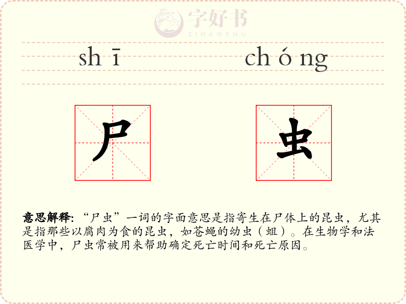 尸虫