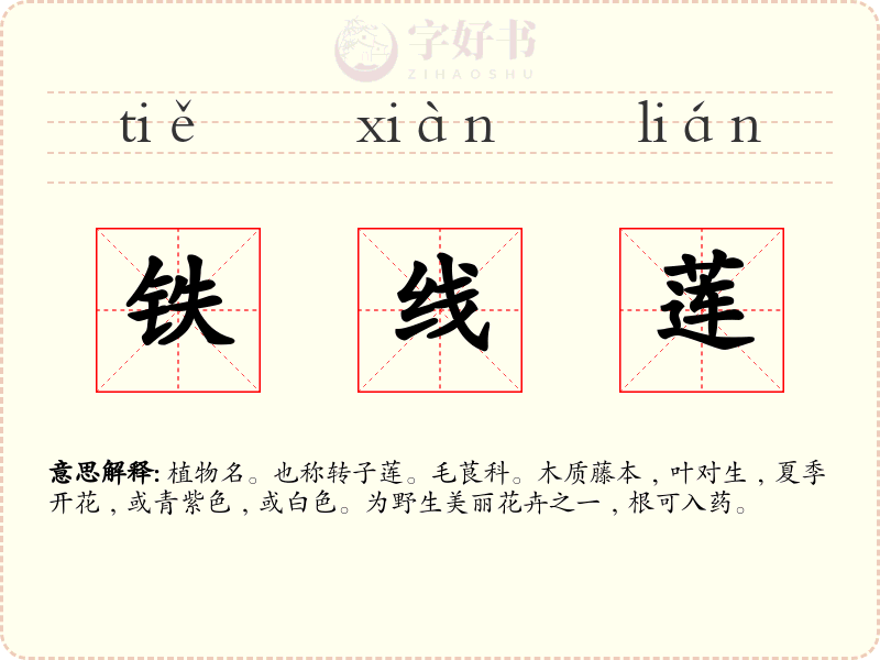铁线莲