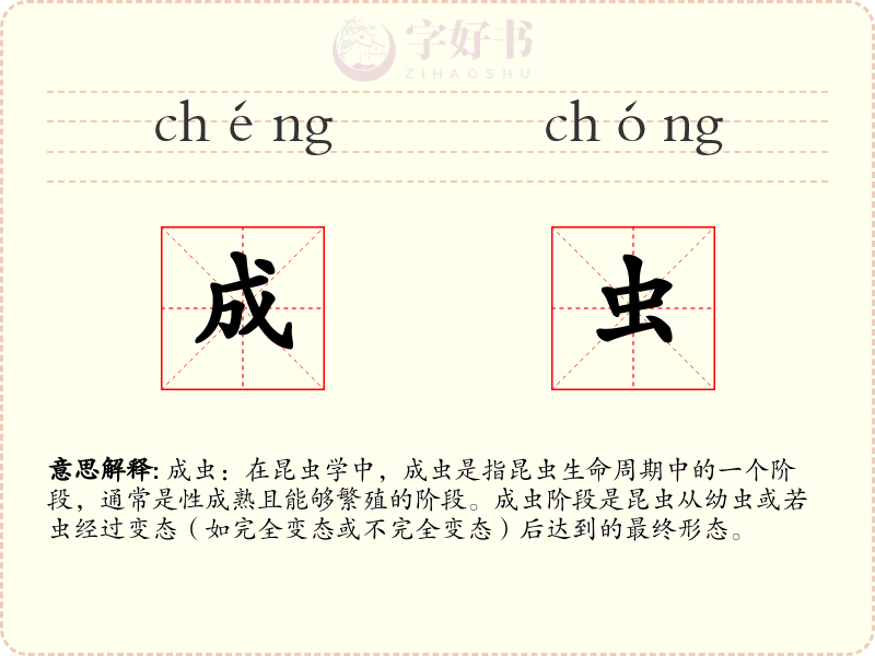 成虫