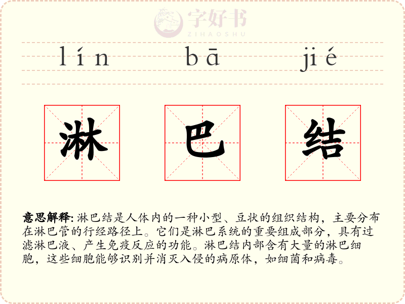 淋巴结
