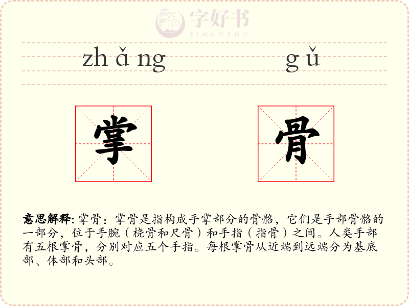 掌骨