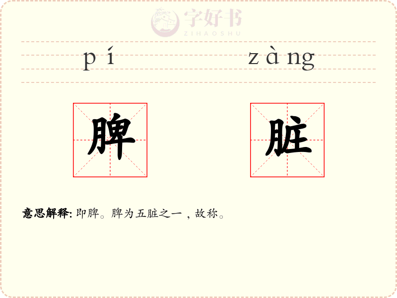 脾脏