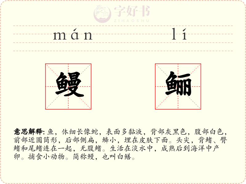 鳗鲡
