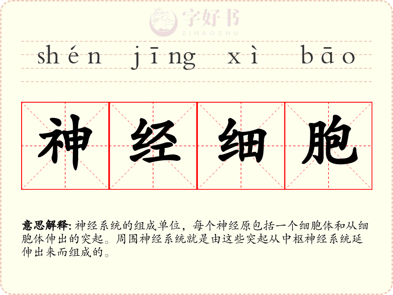 神经细胞