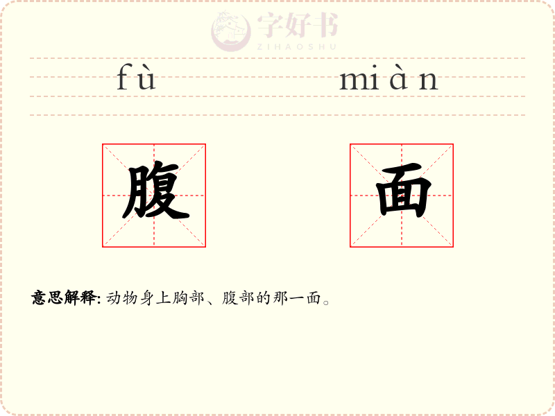 腹面
