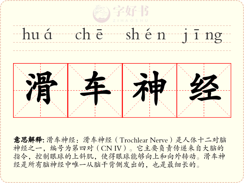 滑车神经