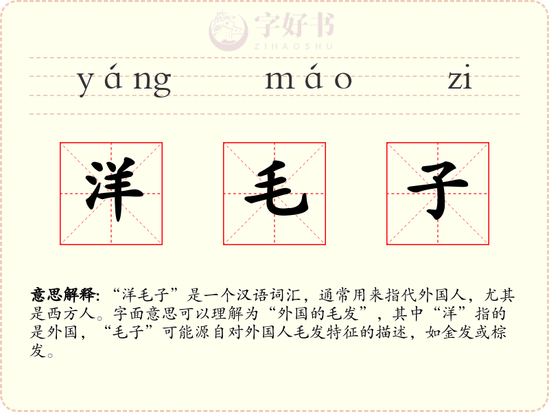 洋毛子