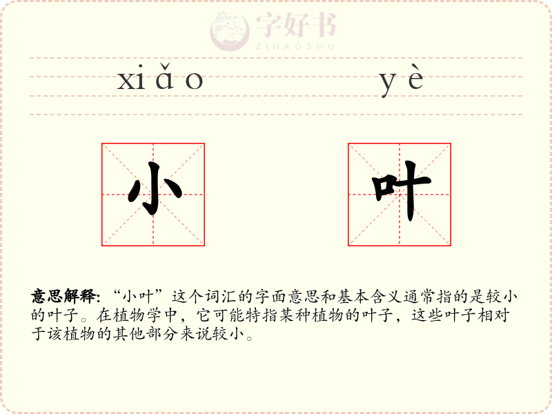小叶