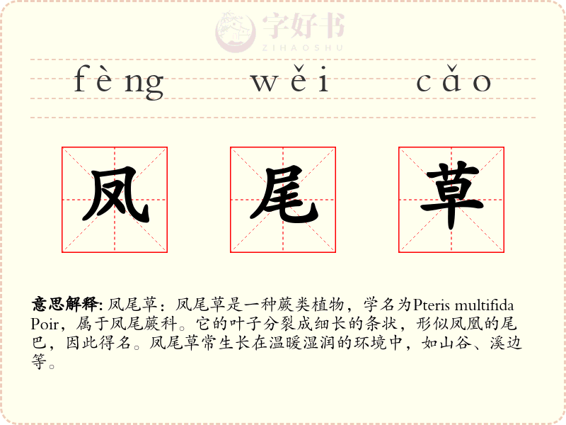 凤尾草
