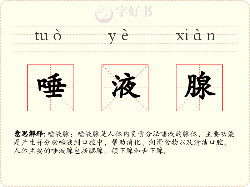 唾液腺