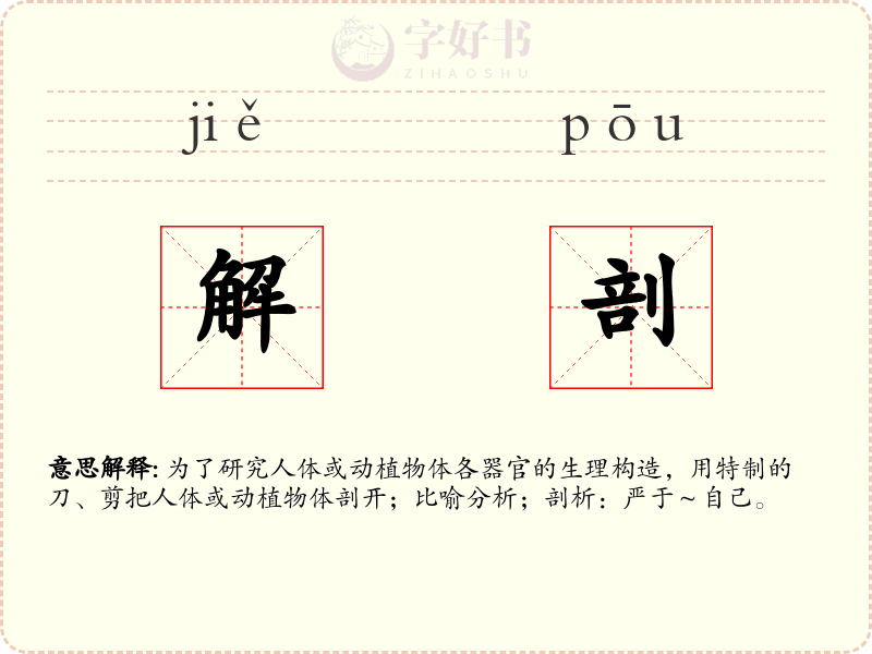 解剖