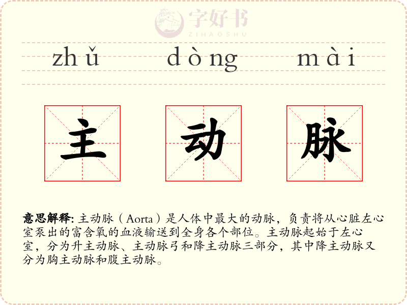 主动脉