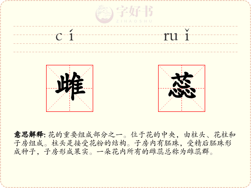 雌蕊