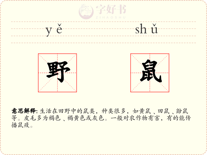 野鼠