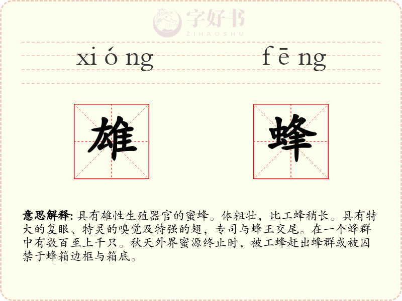 雄蜂