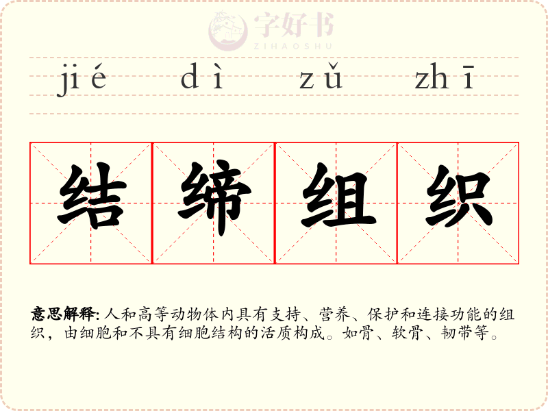 结缔组织