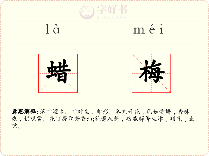 蜡梅