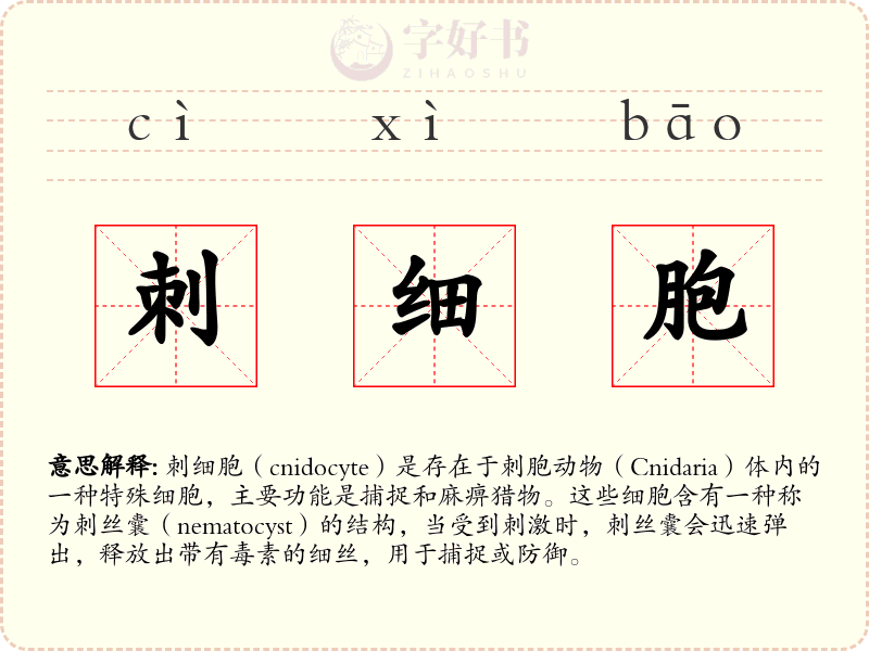 刺细胞