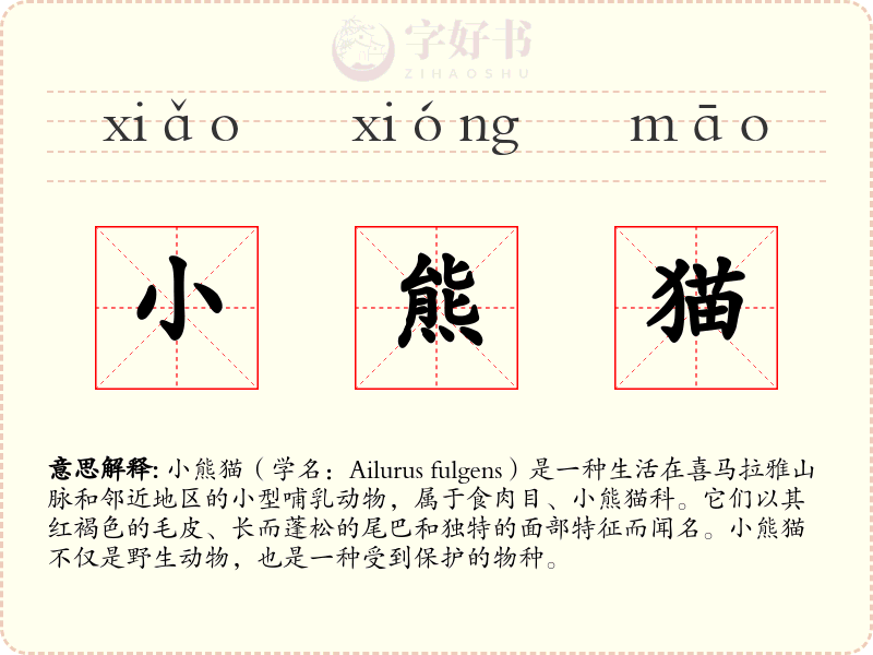小熊猫