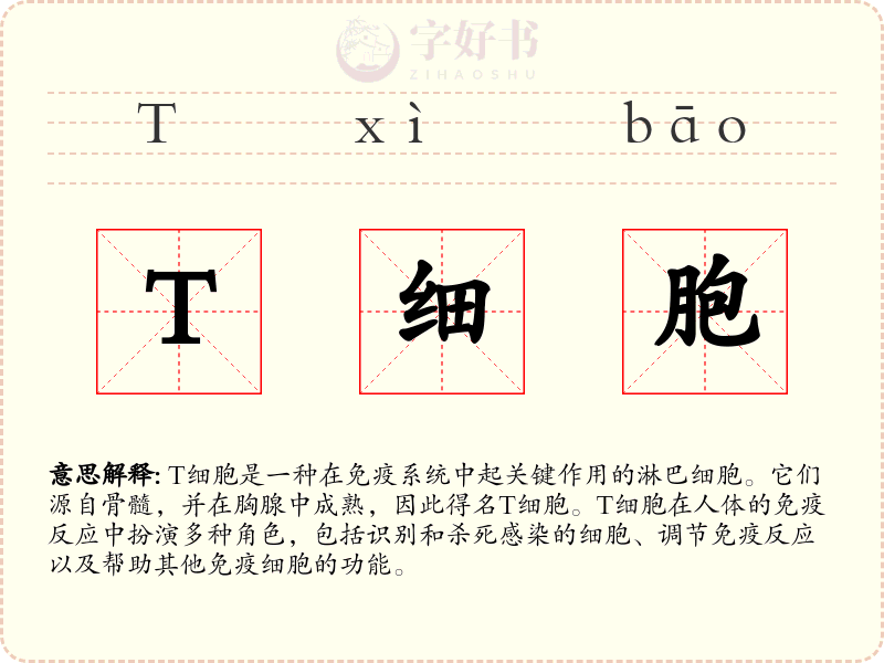T细胞