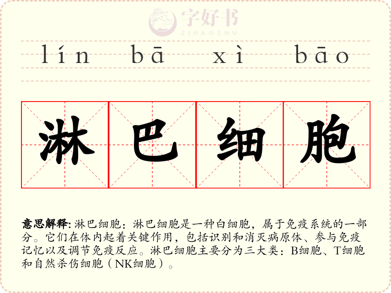 淋巴细胞