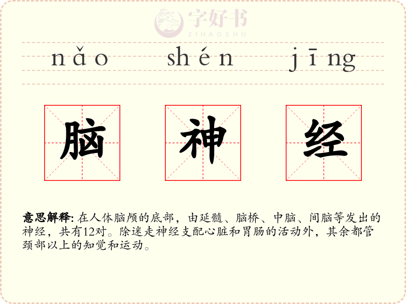 脑神经