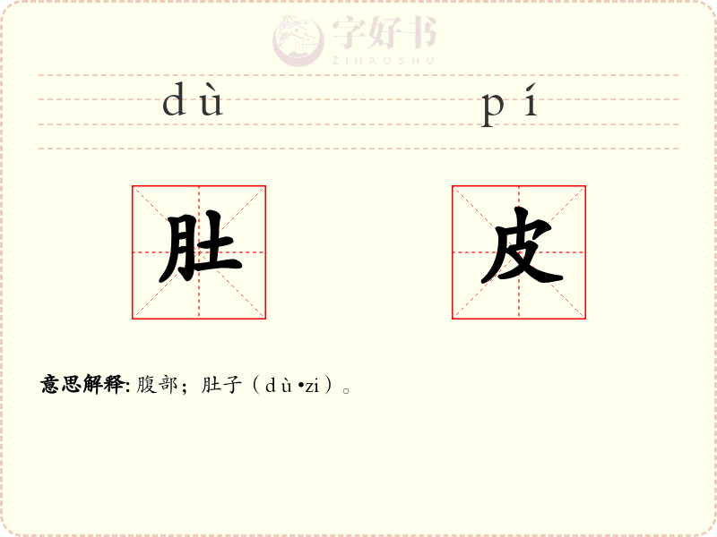 肚皮
