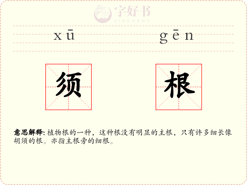 须根