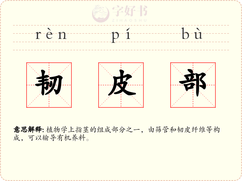韧皮部