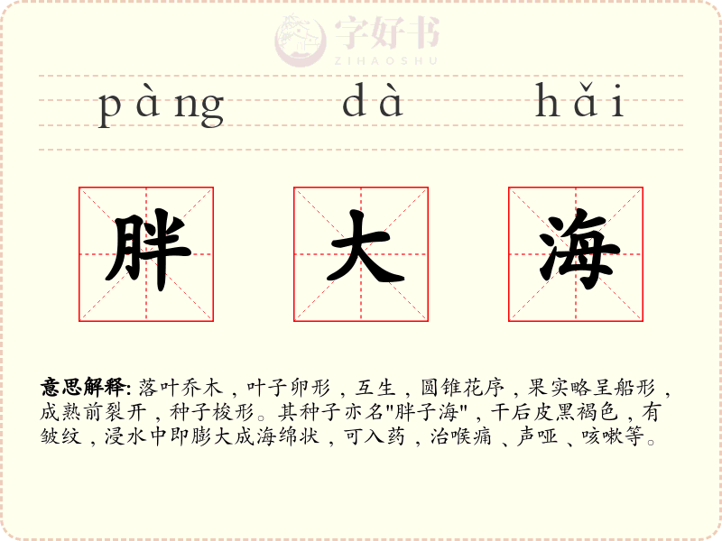 胖大海