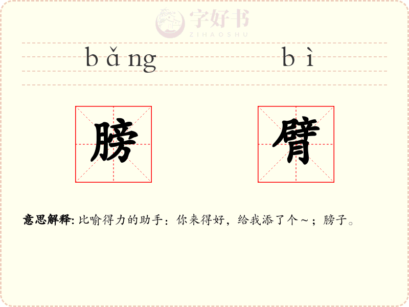 膀臂