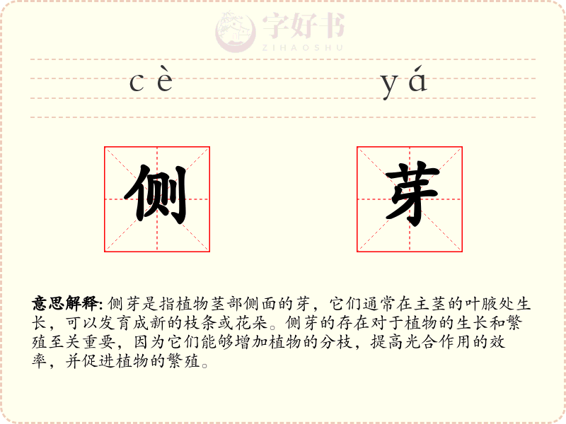 侧芽