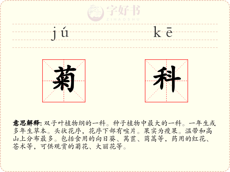 菊科