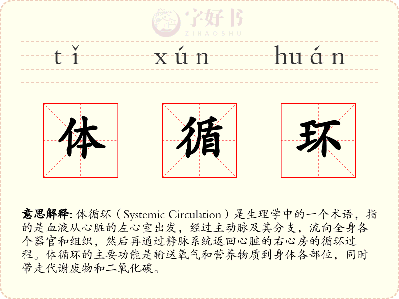 体循环