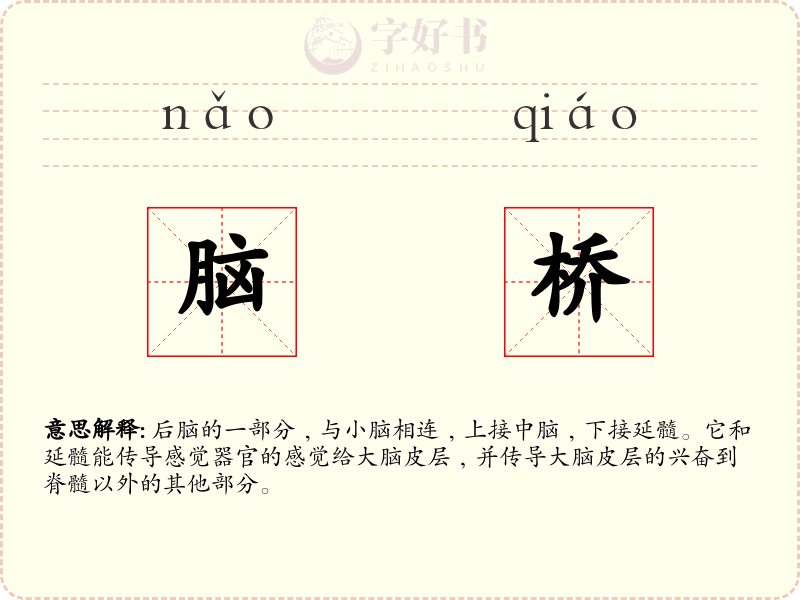 脑桥