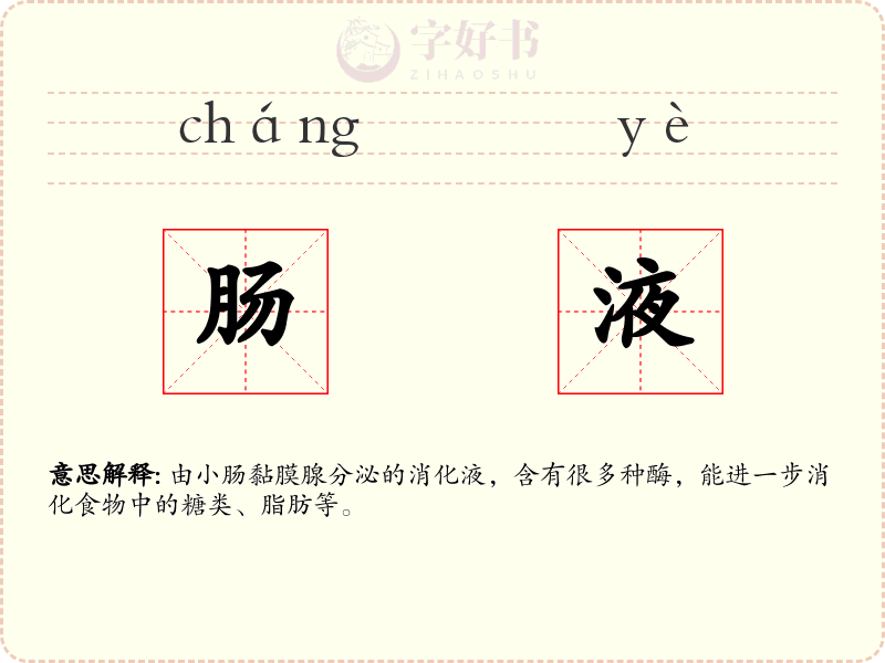 肠液