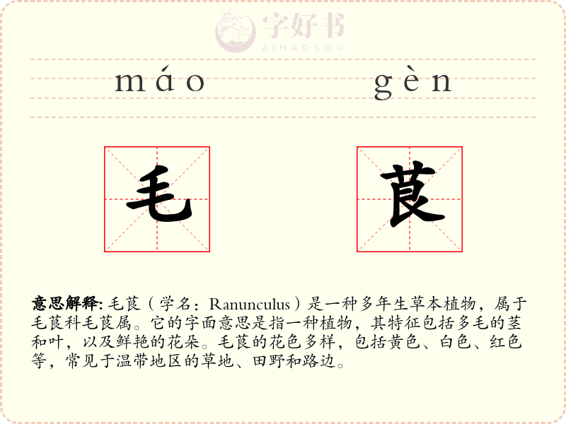 毛茛