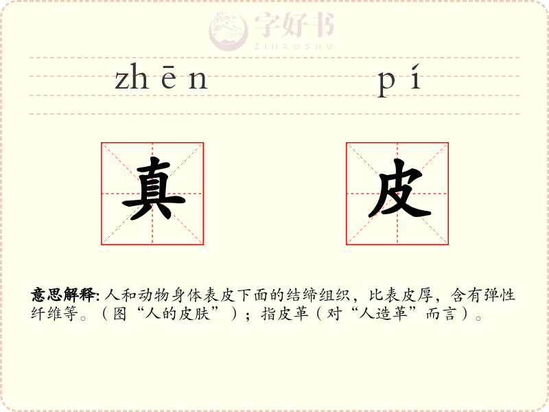 真皮