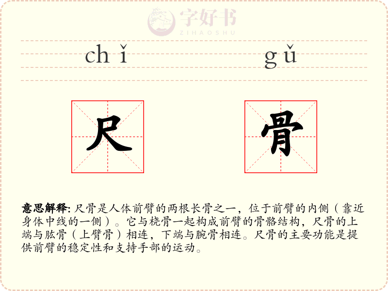 尺骨