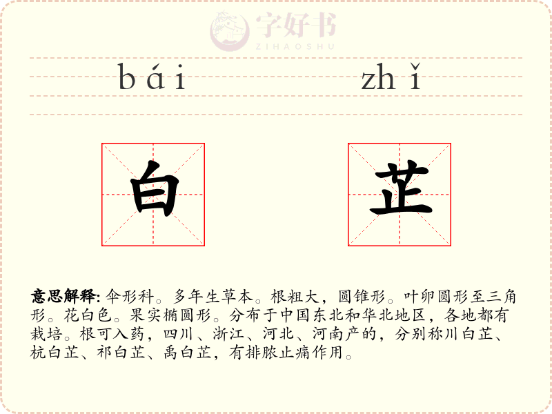 白芷