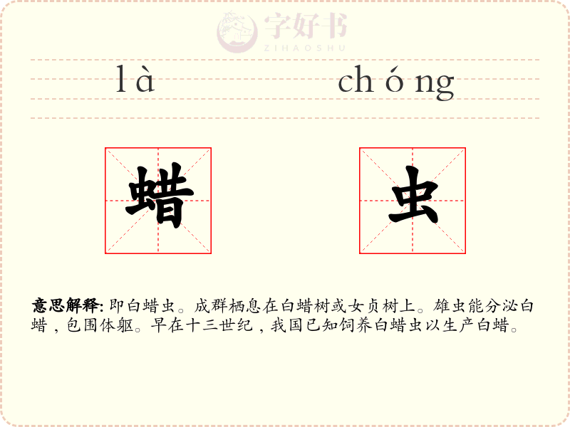 蜡虫
