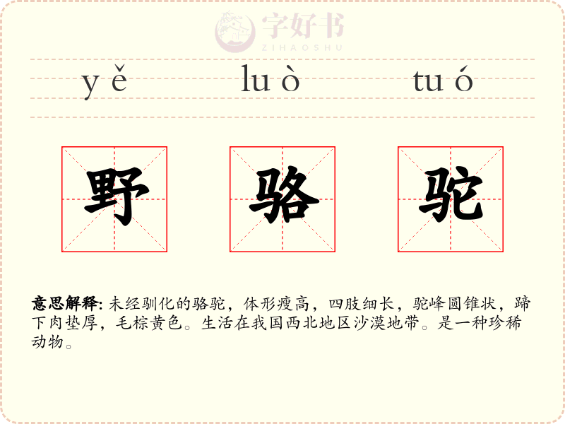 野骆驼
