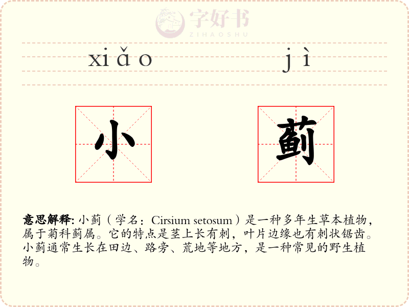 小蓟