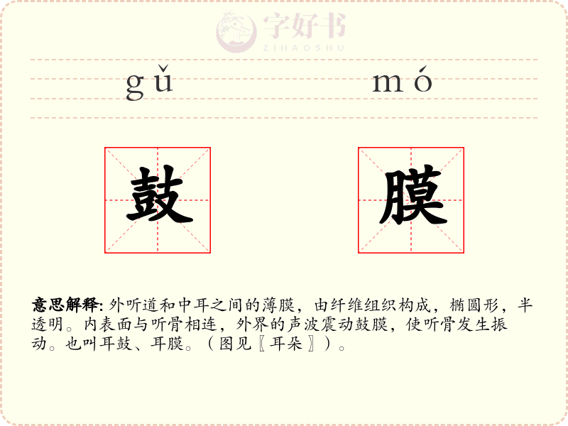 鼓膜